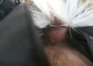 All sorts of extremely hot sex for horny animals