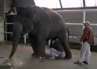 Liderlig elefant viser sin utroligt store pik