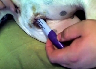 The anus of this puppy gets stimulated in this video
