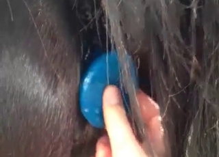 The asshole of this horse gets stimulated by a pervert