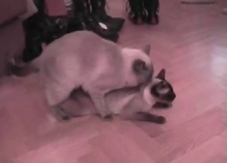 All zoophiliacs enjoy this amazing action of incredible cat sex