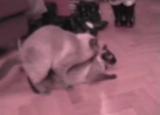 Alle zoofilier nyder denne fantastiske action med utrolig kattesex