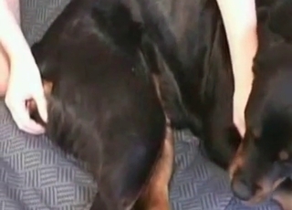 Doggy licks and sucks a real zoophile's dick