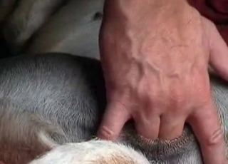 Dude is playing with his doggy's tight anus