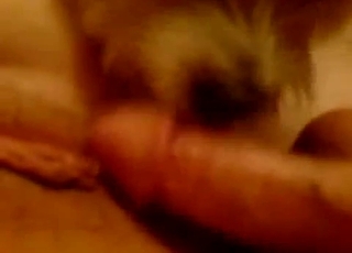 Horny zoophile is the main star of this close up video