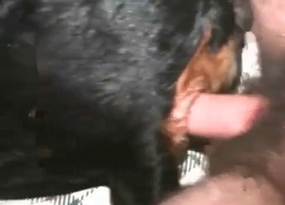 Sweet zoophile slut takes a huge animal boner