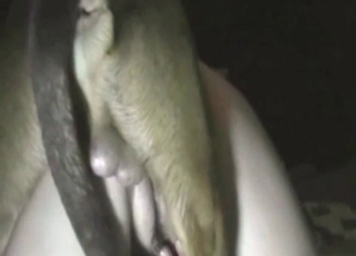 HQ bestiality entertainment with fucking from behind