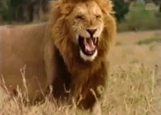 Lion wants to piss in this amazingly hot video