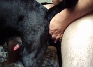 Doggy style sex for a human and a horny doggie