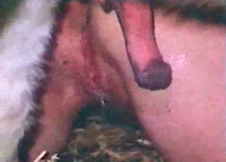 Insane dog sex action looks great