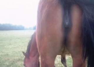 Horse with huge cunt got nicely fucked