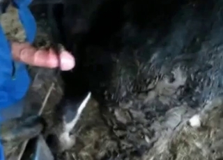 Scat enjoyment for a zoophile and a horny stallion