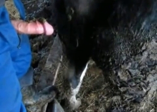 Scat enjoyment for a zoophile and a horny stallion