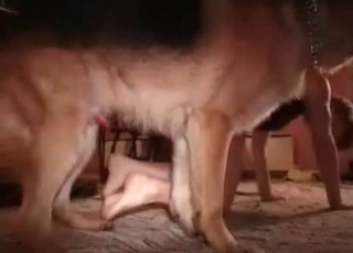 Close up video where a filthy dog gets banged