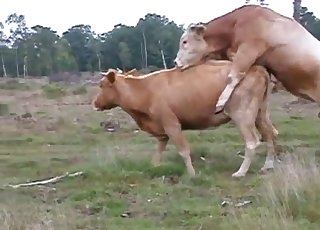 Intense fucking action for a horny cow and a bull