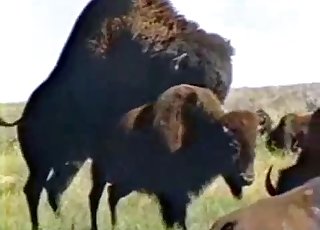 Hardcore outdoor animal fucking in XXX video