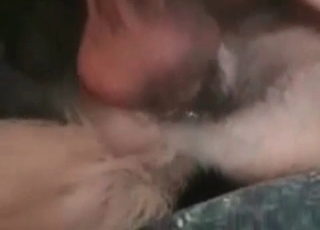 Crazy sex in the doggy style pose with an animal