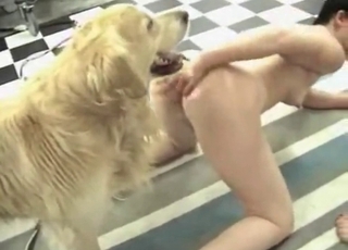 Doggy is playing with two dirty broads