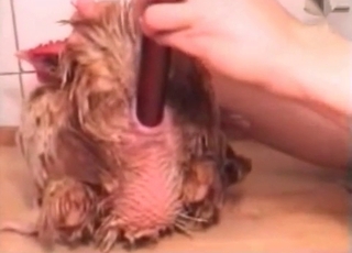 Sweet butt fingering action in the zoophilia porn