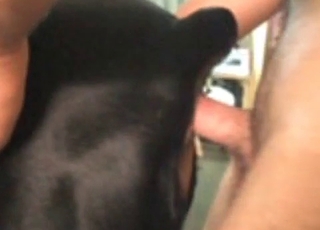 Animal cock and horny zoophiles