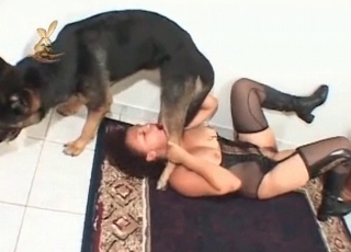 German doggy is plowing like a mischievous one