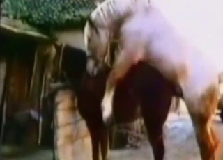 Girl got her hole fucked by a huge stallion