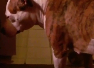 Amateur bestiality action happening in this bedroom