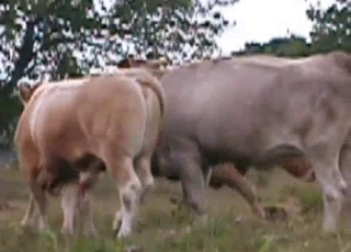 Insane bull is utterly banging a cow form behind