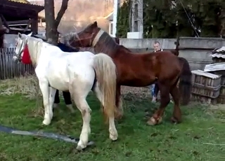 Sexy ponies have amazing bestiality sex action