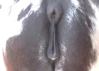 Brown horse is having all kinds of animal sex at the farm