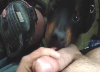 Rotty lapping zoodude's cock sloppily in POV