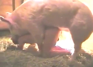 Pig ramming lady doggystyle, on all fours, raw