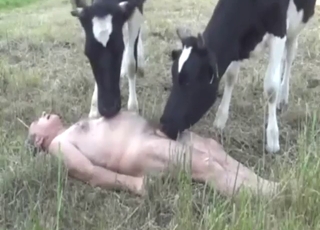 Horny man n' two calves in triple beast-fuck
