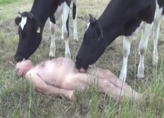Horny man n' two calves in triple beast-fuck