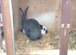 Bunny fuck flick: speedy gape for a hot animal