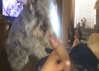 Hot beast lapping dick up n' down on cam
