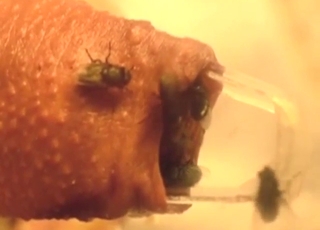 Dude shows his misshapen cock with flies inside