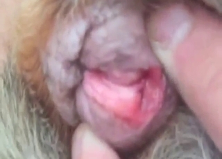 Dog pussy heating up looking fuckable AF