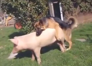 Zoo porn with a sexy pig taking dog's dick
