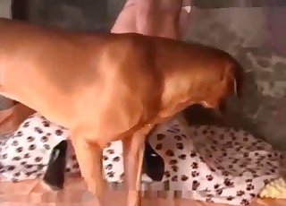This brown dog is shamelessly banging a wet pussy
