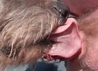 Kinky dog is licking the pierced cock of a perverted man