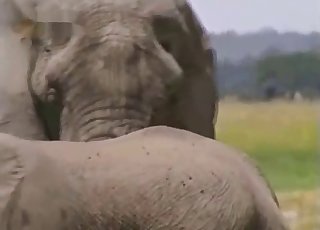 Elephant showing off its amazingly large penis