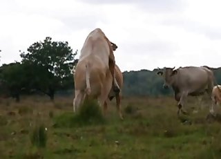 Insane bull is utterly banging a cow form behind