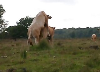 Insane bull is utterly banging a cow form behind