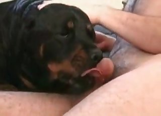 Doggy licks and sucks a real zoophile's dick