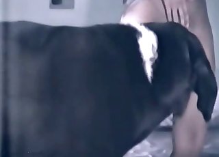 Woman gets totally dominated by a great doggo