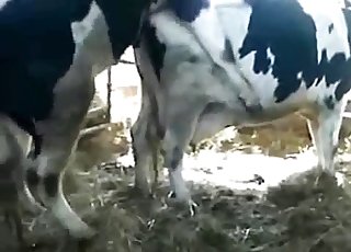 Bull is having an intense sex session with a cow