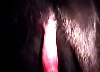 Close up action of bestiality action with a doggo dick