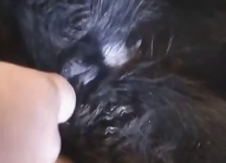 The wet cunt of a pet gets fingered in the video