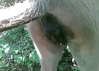 This amazing horse has a really tight and wet pussy